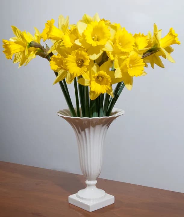 Daffodils in a white vase