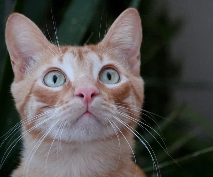 Ginger cat, wide eyes