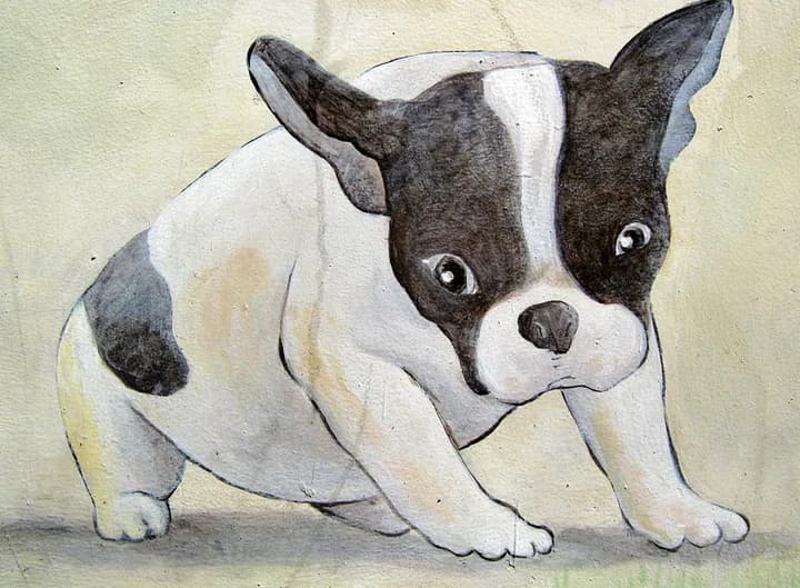 Hand-drawn French bulldog puppy