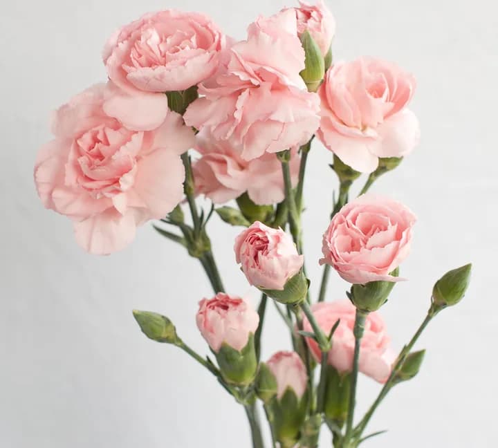 Pink carnation stems