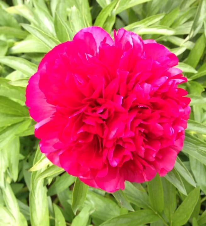 Red peony